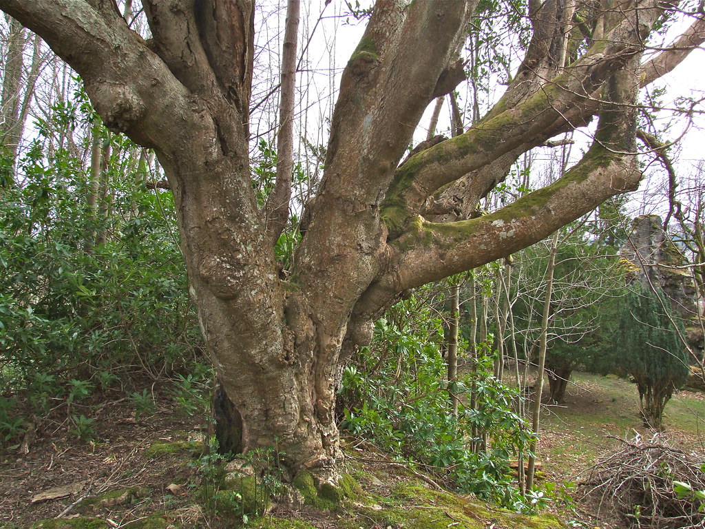 Problematic Trees in Seattle, which creates hurdles in the Seattle town