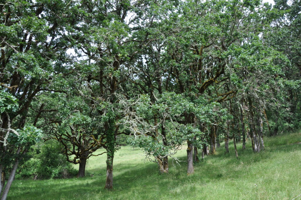 Oregon White Oak Trees