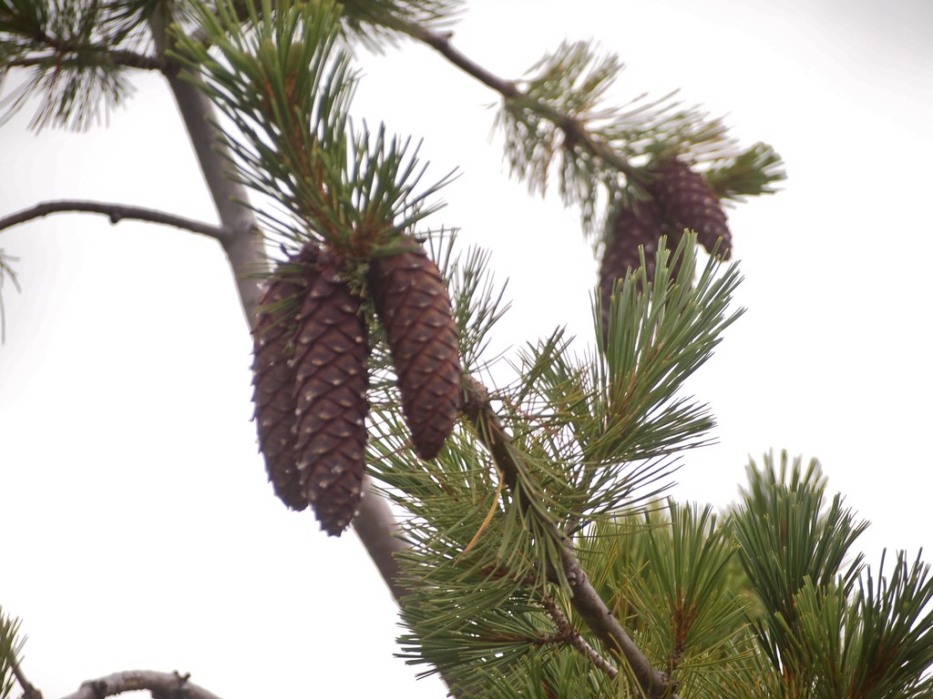 Pine Trees in Seattle, with beautiful cones
