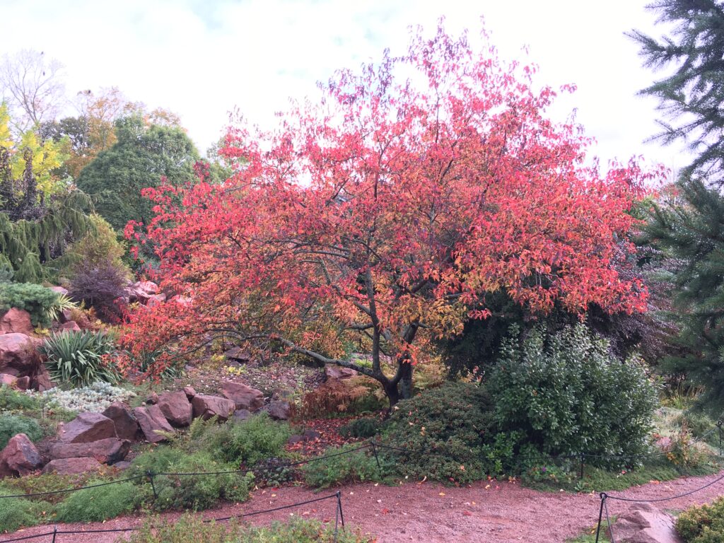 Japanese Maple Tree in Seattle Garden