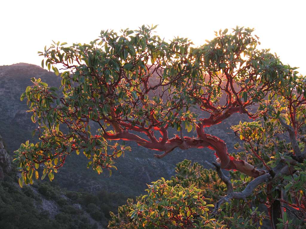 Pacific Madrone Tree
