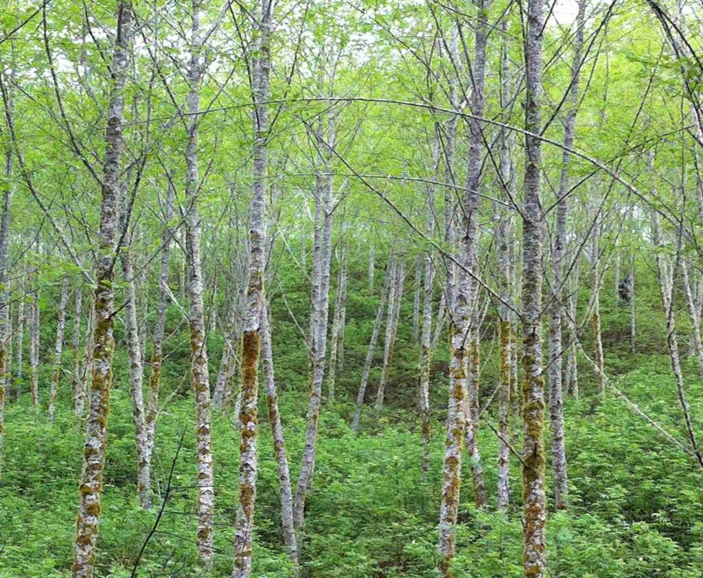 Red Alder Trees