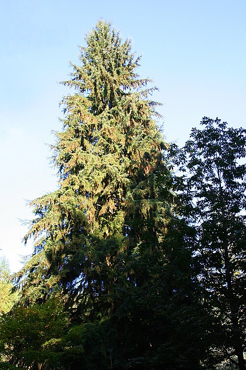 Grand Fir Tree