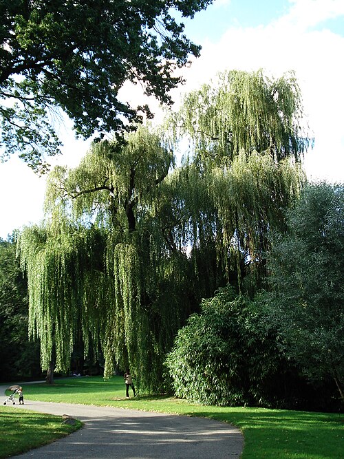 Willow Tree