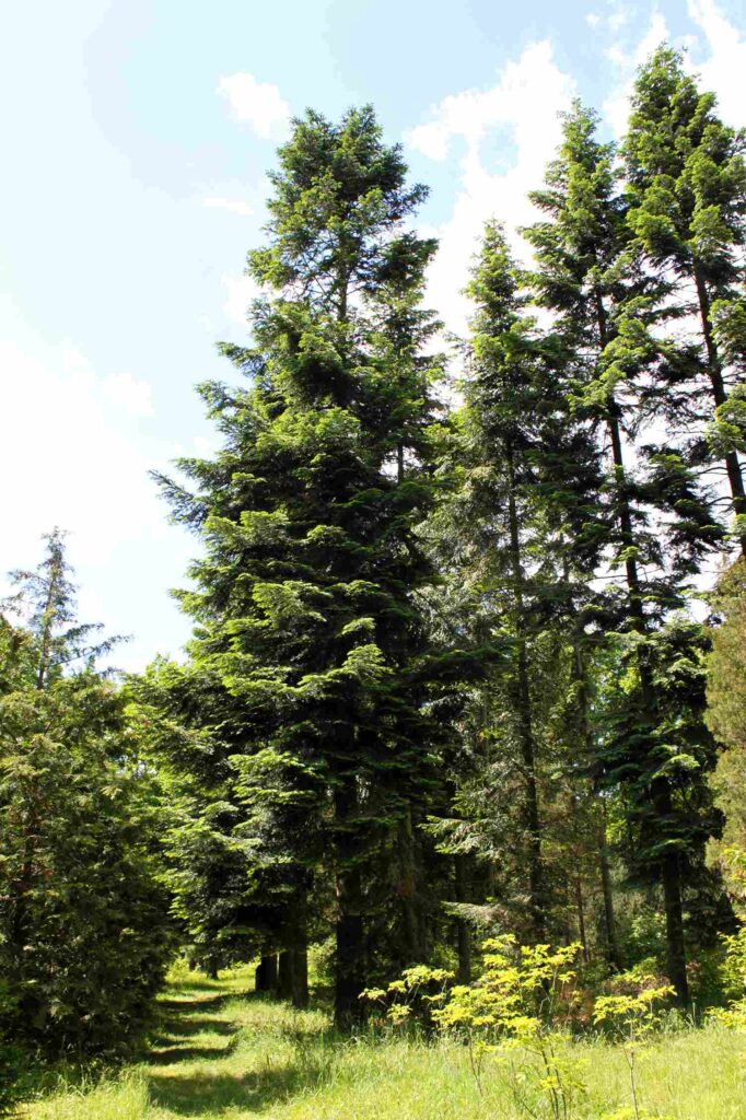 Western Hemlock Tree