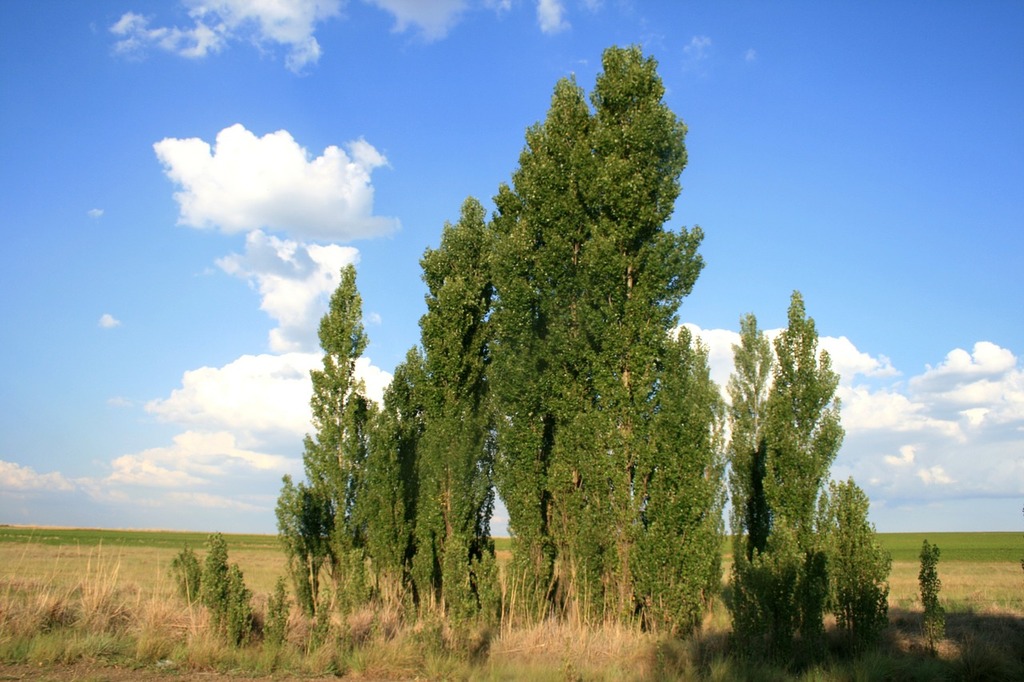 Lombardy Poplar Tree