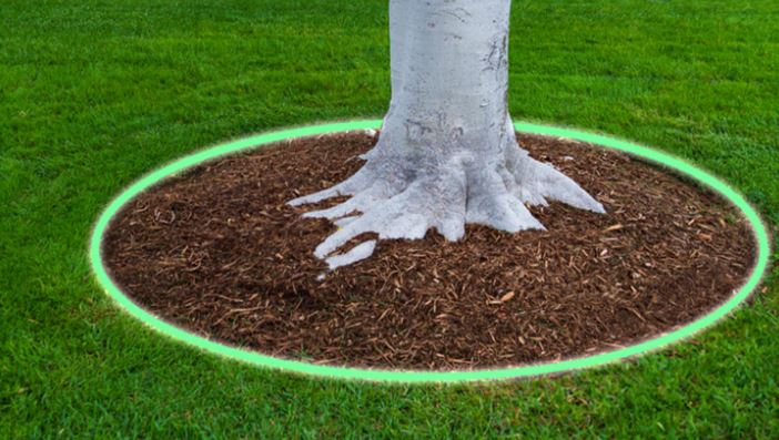 Proper mulching ring around a tree, keeping mulch away from the trunk to protect roots and prevent rot.
