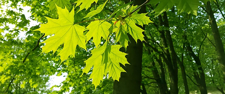 Bright green maple leaves in full summer growth.