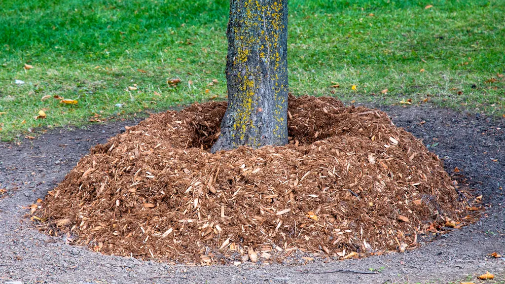Improper mulching, with mulch piled against the trunk, can trap moisture and lead to rot, pests, and root problems.
