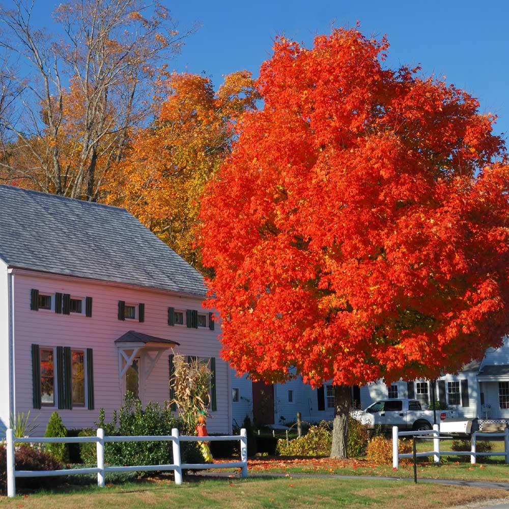 A mature maple tree displays brilliant red fall foliage, adding vibrant autumn color to a quiet residential landscape.
