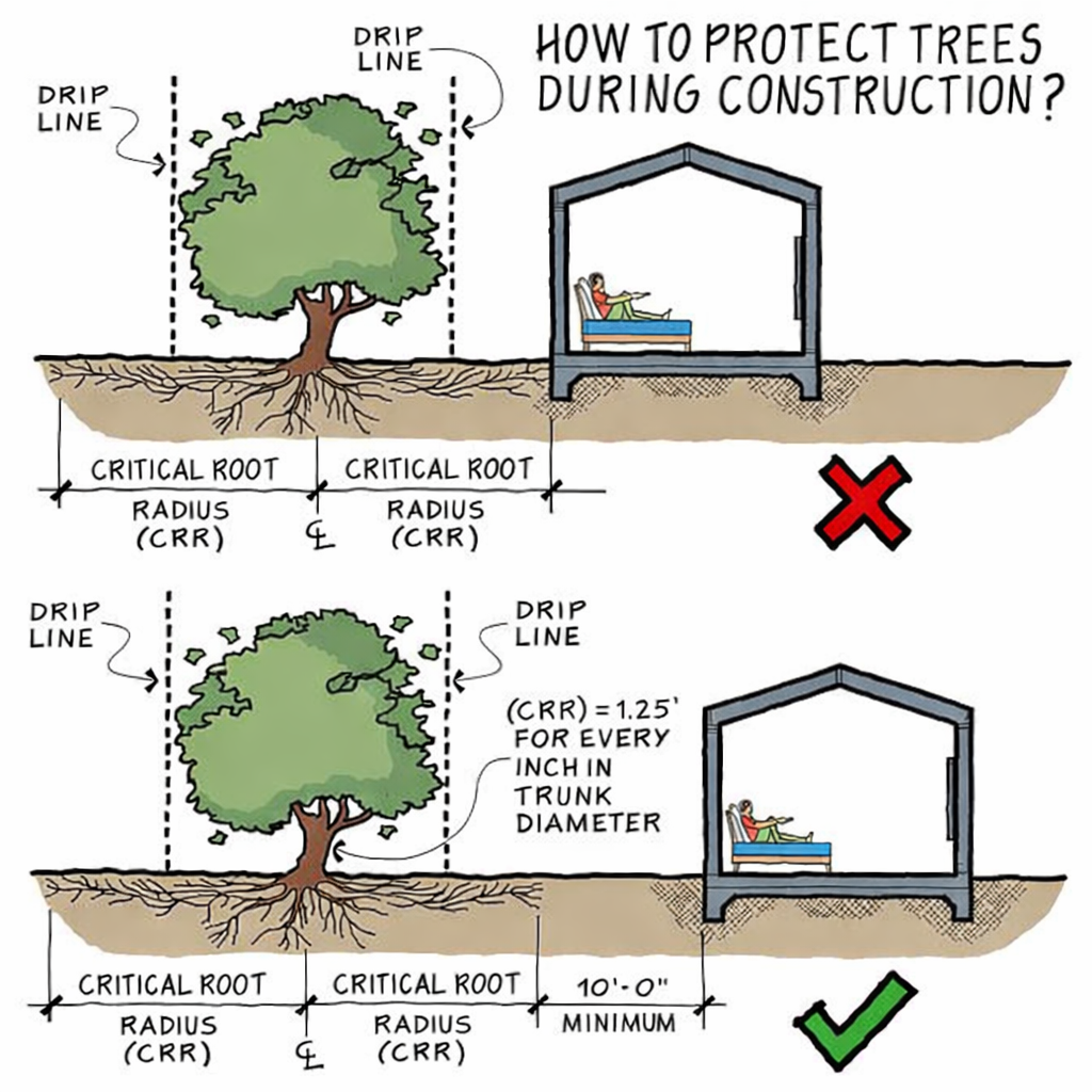 Diagram showing critical root zone protection during construction, emphasizing safe excavation distances to preserve tree stability and long-term health.