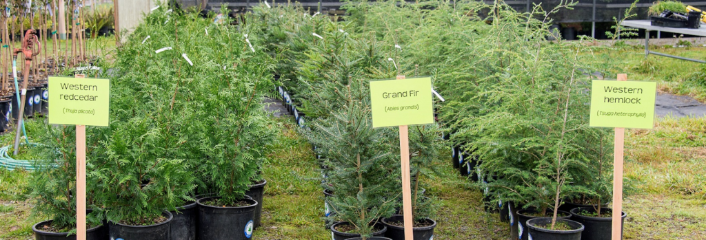 Native Pacific Northwest tree species ready for planting, including Western Redcedar, Grand Fir, and Western Hemlock.