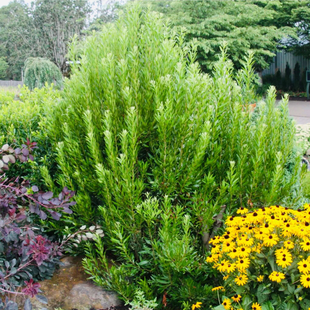 Pacific Wax Myrtle (Morella californica), a dense native evergreen ideal for year-round privacy screening in Seattle gardens.