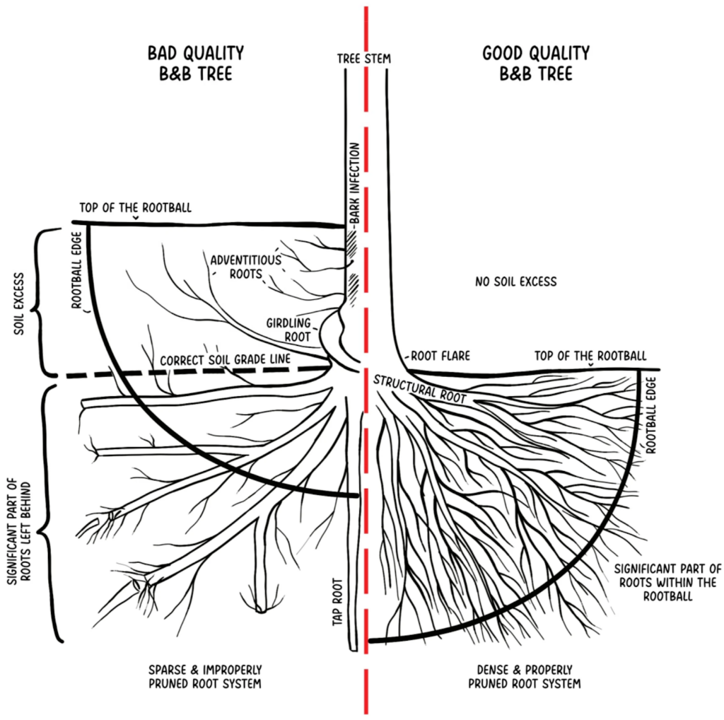 Properly planted tree with visible root flare and balanced root system compared to a poorly planted tree with buried flare and girdling roots.