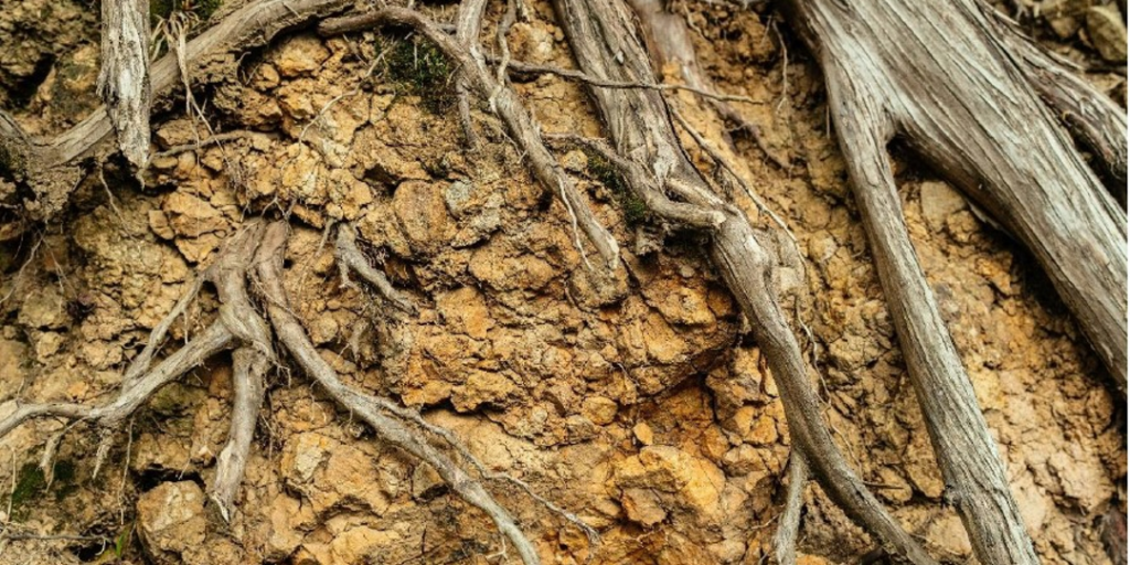 Shallow lateral tree roots spreading across dense clay soil, demonstrating how compaction pushes roots toward the surface in Seattle landscapes.