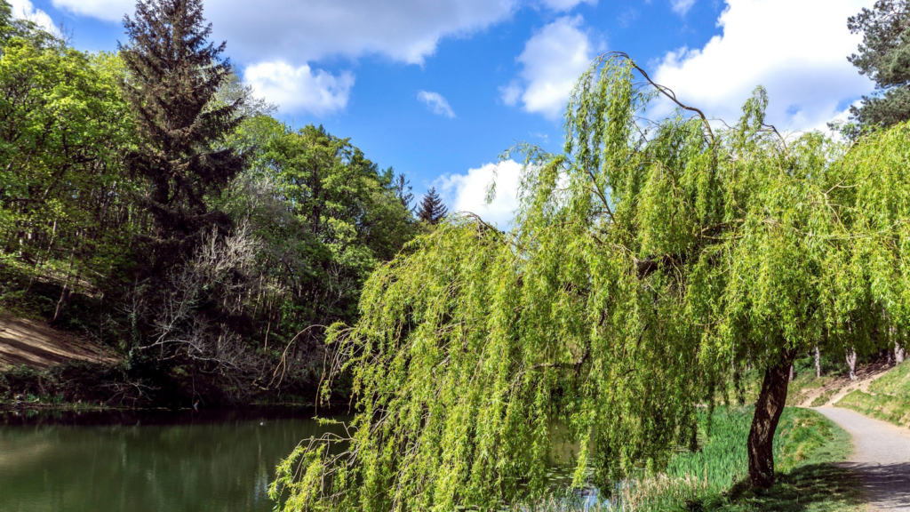 Healthy, well-hydrated trees maintain full foliage and structural strength even through extended dry summer conditions.