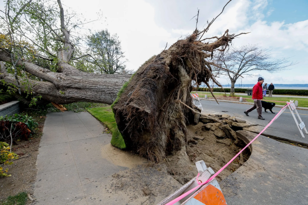 Powerful winds uproot a massive tree in Western Washington, leaving widespread outages and damage in their wake.