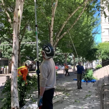 Seattle Tree Trimming for Street Trees