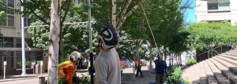 Seattle Tree Trimming for Street Trees