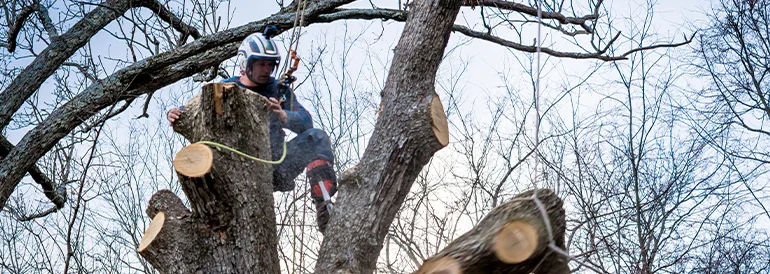 Tree Removal