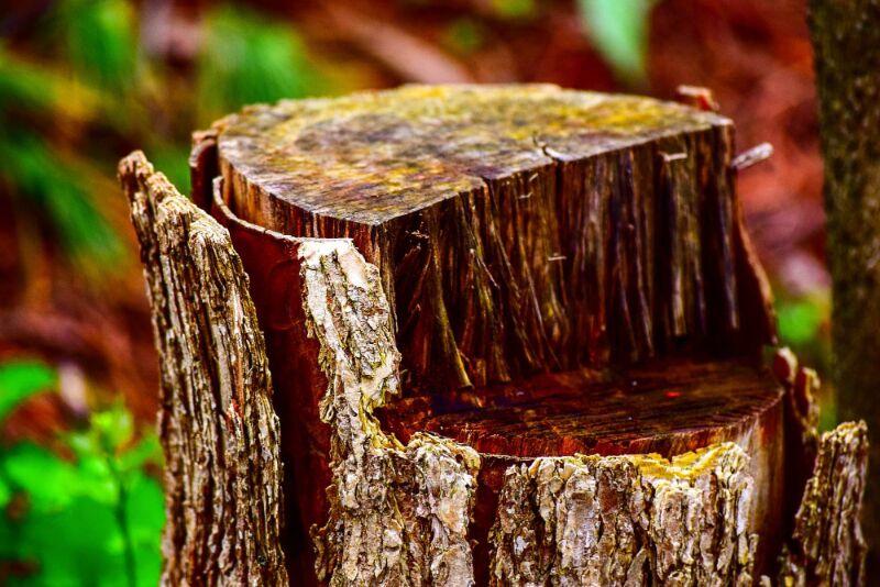 Cross-section view of exposed underground stump showing soil disturbance and disrupted microbial layers caused by complete stump removal process.